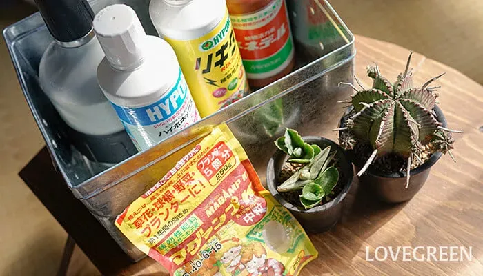 多肉植物 初心者向け！肥料の基本と失敗しないコツ